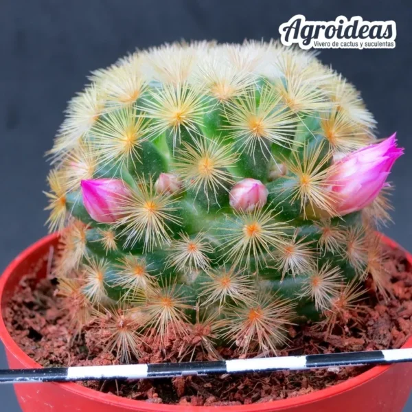 Mammillaria carmenae C6 "Flor rosa" - Imagen 2