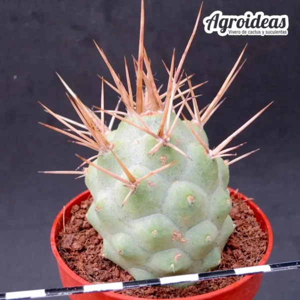Tephrocactus aoracanthus