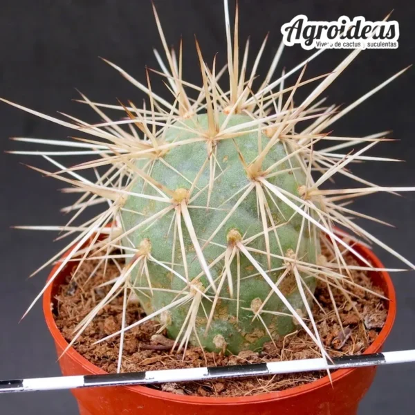 Tephrocactus alexanderi var. bruchii - Imagen 2