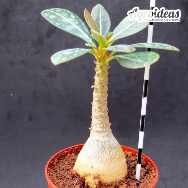 Adenium socotranum - Imagen 2