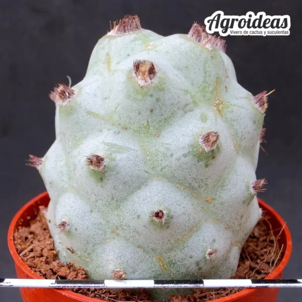 Tephrocactus articulatus var. calvus - Imagen 2