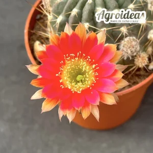 Lobivia "Golden sunset"