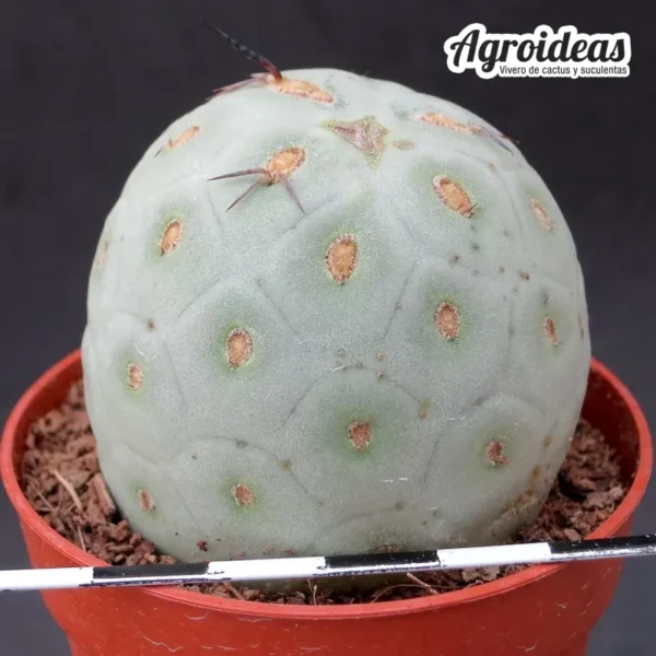 Tephrocactus geometricus "fr. seminuda"