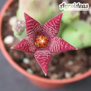 Piaranthus barrydalensis