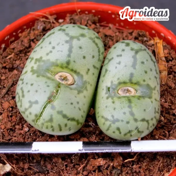 Conophytum obcordellum 'Giftbergense'