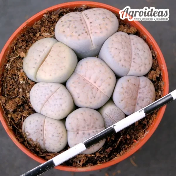 Lithops Fulviceps lydiae C219 - Imagen 2