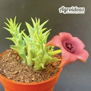 Hoodiapelia beukmanii x Orbea woodii