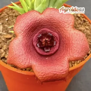 Hoodiapelia beukmanii x Orbea woodii