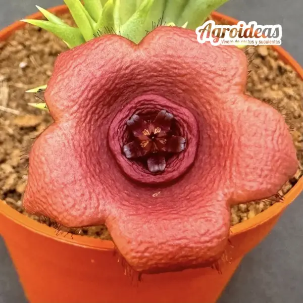 Hoodiapelia beukmanii x Orbea woodii