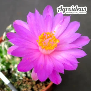 Mammillaria saboae ssp. haudeana