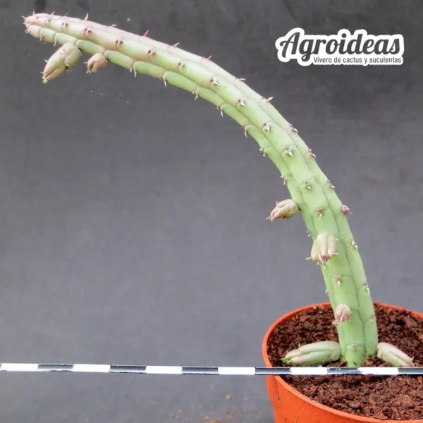 Huernia procumbens - Imagen 2