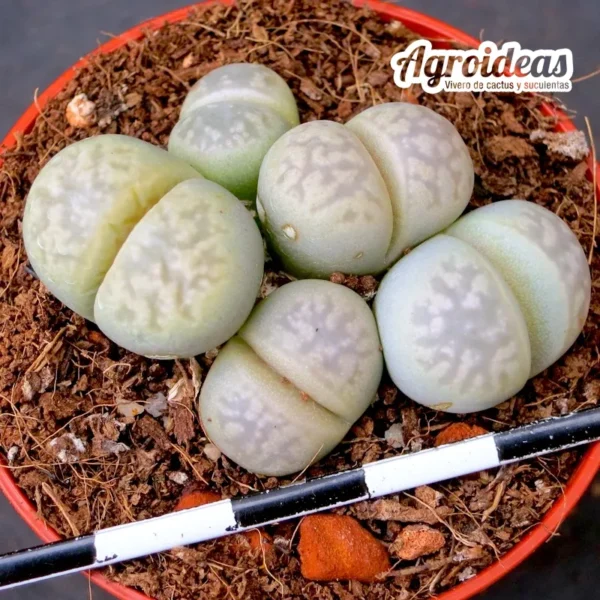 Lithops C252 marmorata v. elisae - Imagen 2