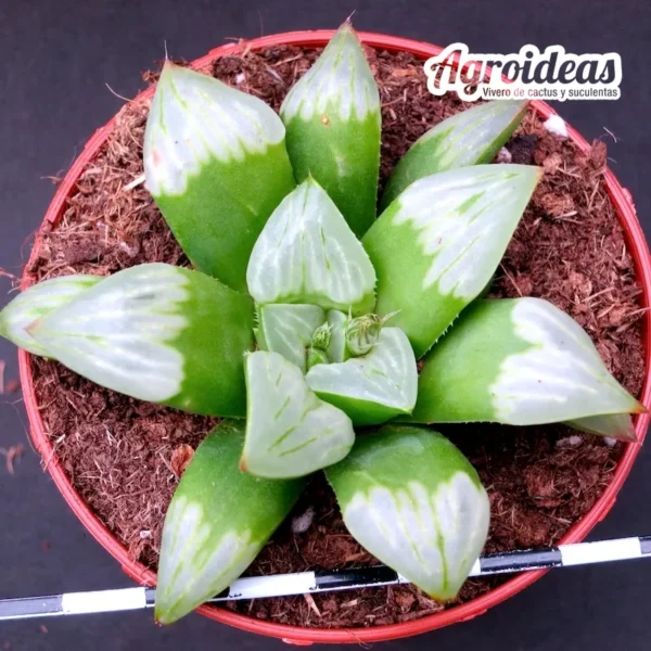 Haworthia "Byakuya" MØ-8,5 cm