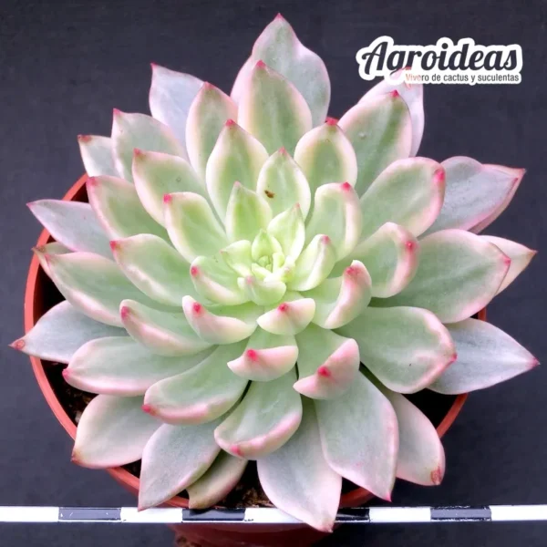 Echeveria "Green emerald" variegata