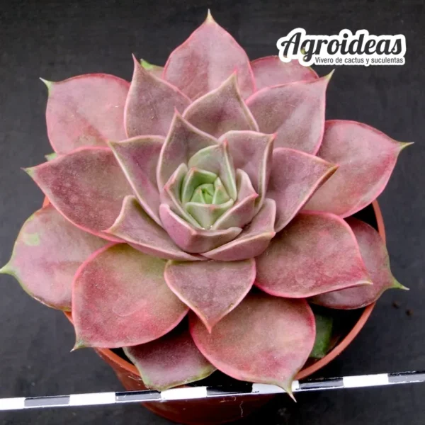 Echeveria "Impi"