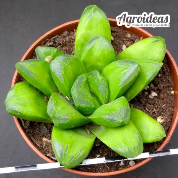 Haworthia "Kiwi"