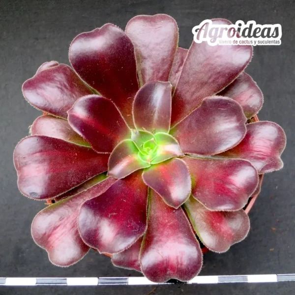 Aeonium arboreum v. atropurpureum