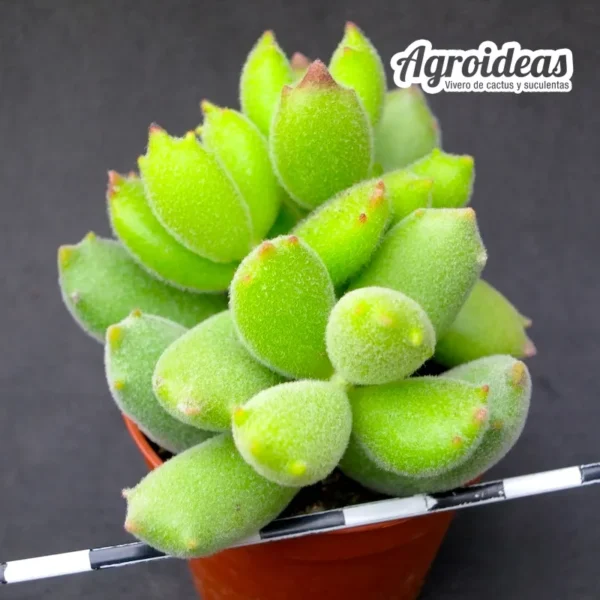 Cotyledon tomentosa "Garra de oso"