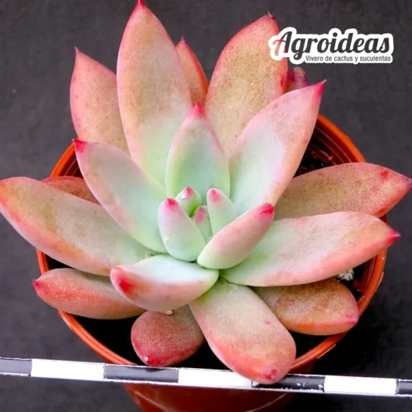 Echeveria colorata "brandtii"