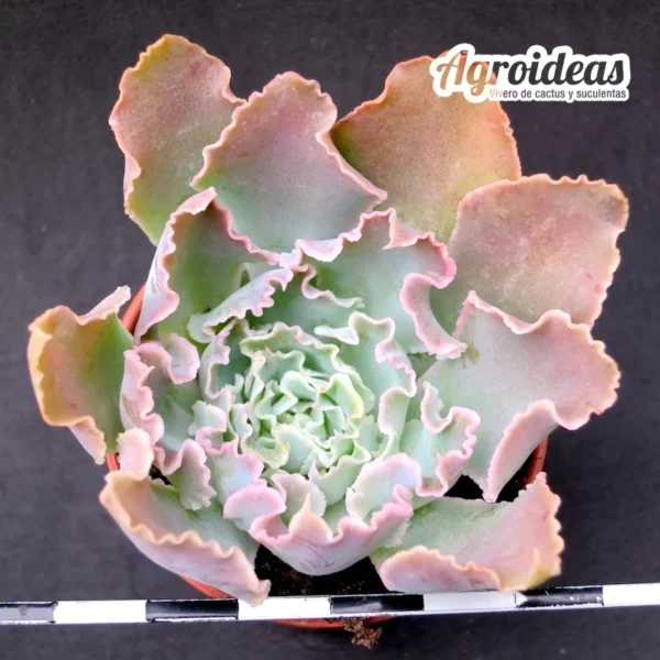 Echeveria "Patricia"