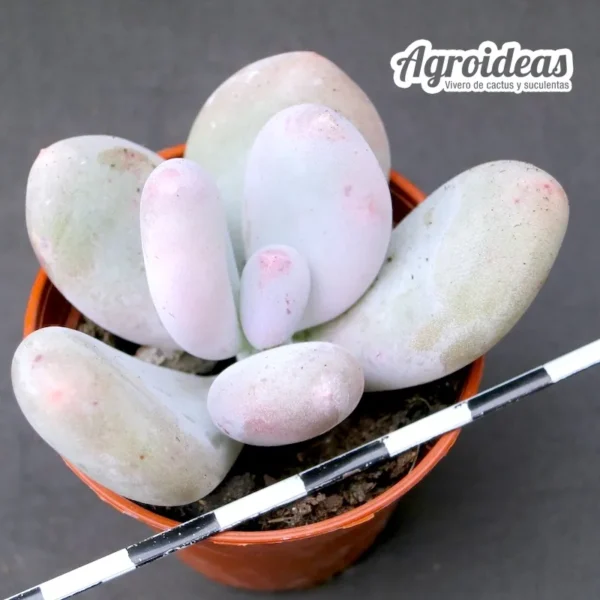 Pachyphytum "Glutinicaule" hybrid