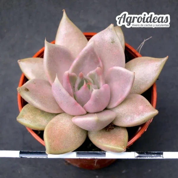 Echeveria "Tobarensis"