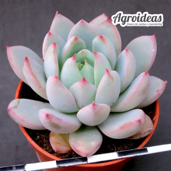 Echeveria "Hanabijin"