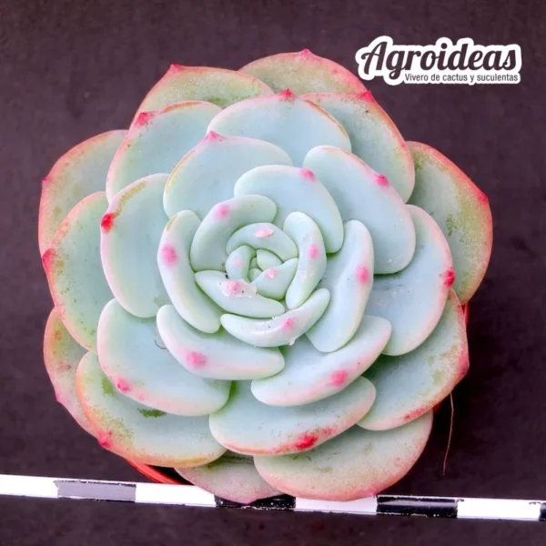 Echeveria Subcorymbosa LAU 026