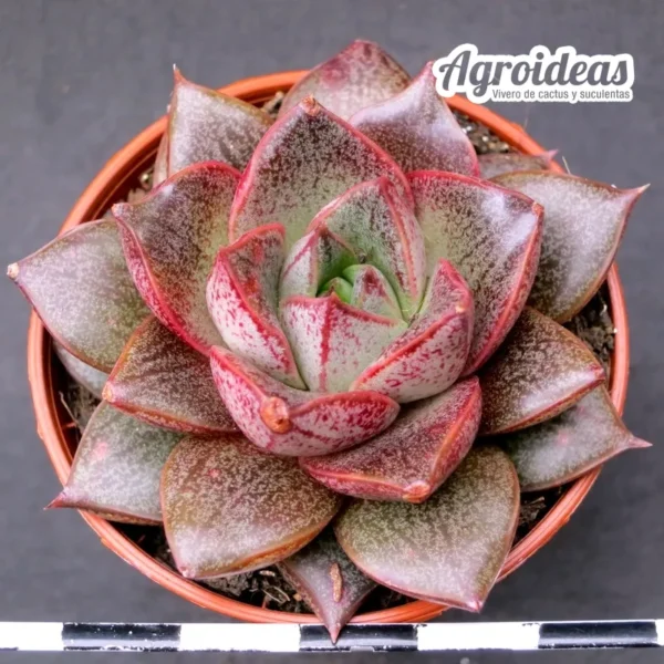 Echeveria dionysos