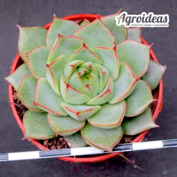 Echeveria fabiola