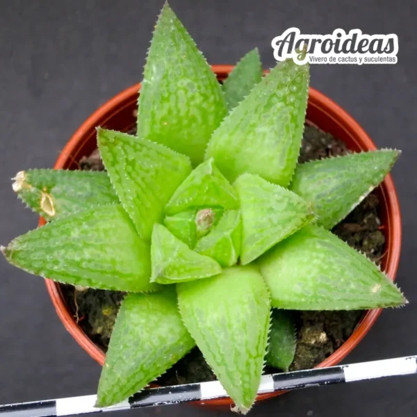 Haworthia reticulata var. subregularis