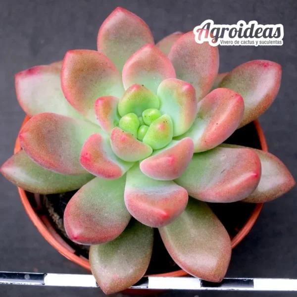 Pachyveria "Paradoxa"