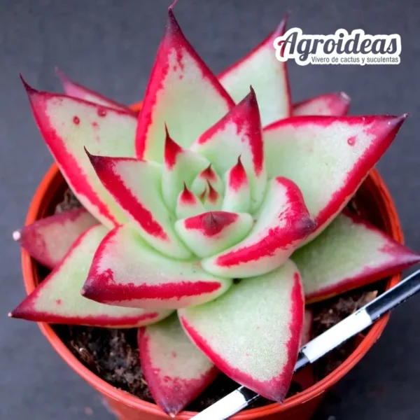 Echeveria agavoides "Ebony"