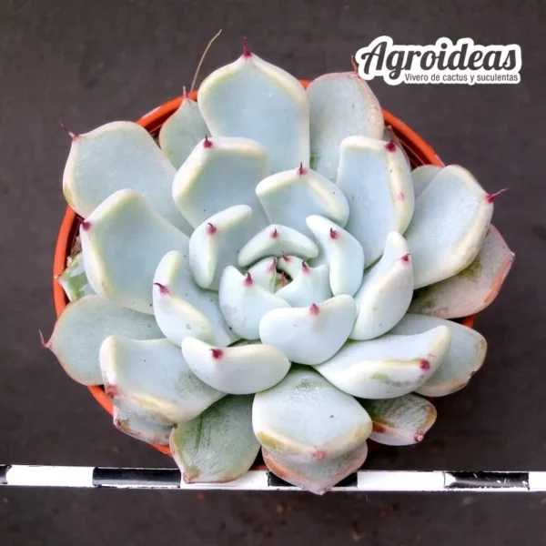 Echeveria cuspidata var. gemmula