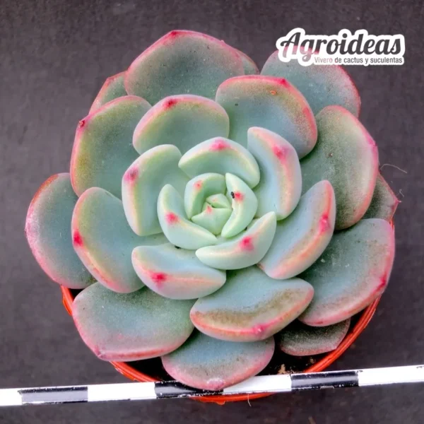 Echeveria sitifukumiama