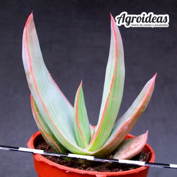 Aloe striata - Imagen 2