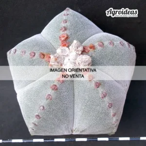 Astrophytum myriostigma