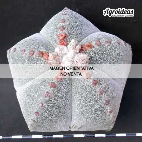 Astrophytum myriostigma