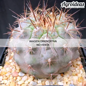 Copiapoa montana