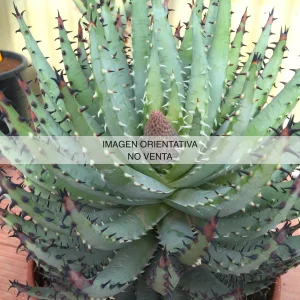 Aloe erinacea
