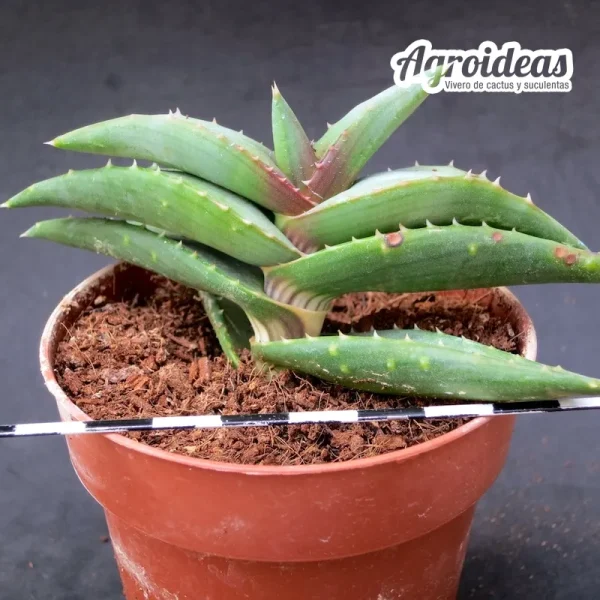 Aloe pearsonii - Imagen 2