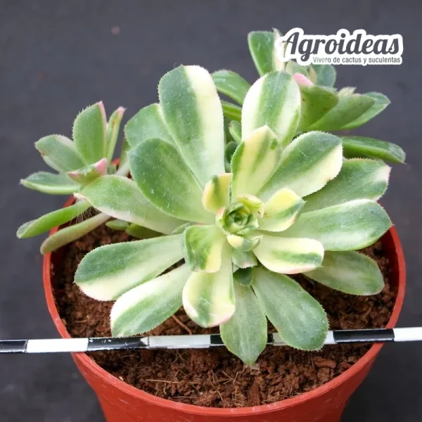 Aeonium decorum "variegata"