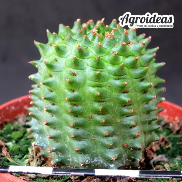 Euphorbia obesannae "híbrido Ex. Agroideas" - Imagen 2