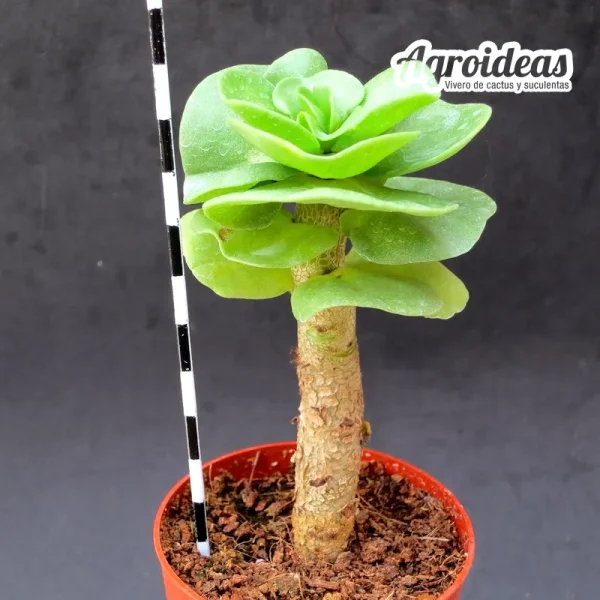 Portulaca molokiniensis - Imagen 2