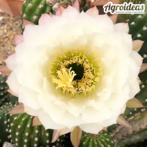 Trichocereus grandiflorus "Flor Blanca"