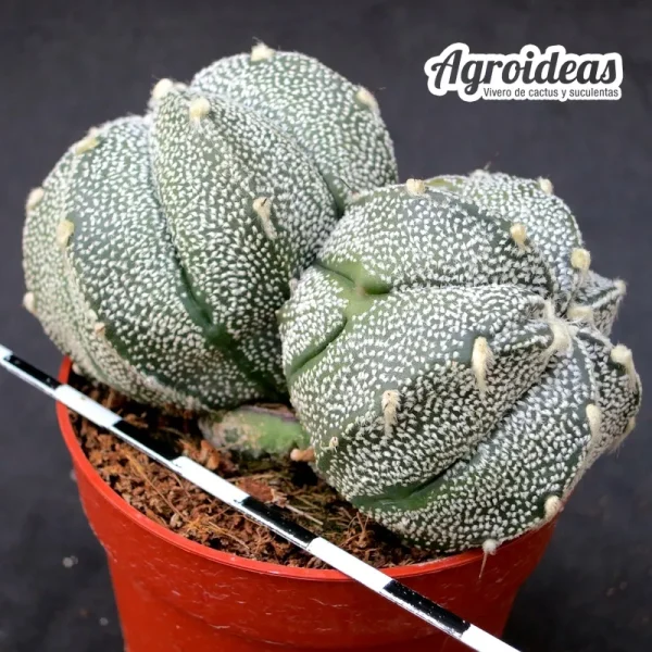 Astrophytum asterias «selección»