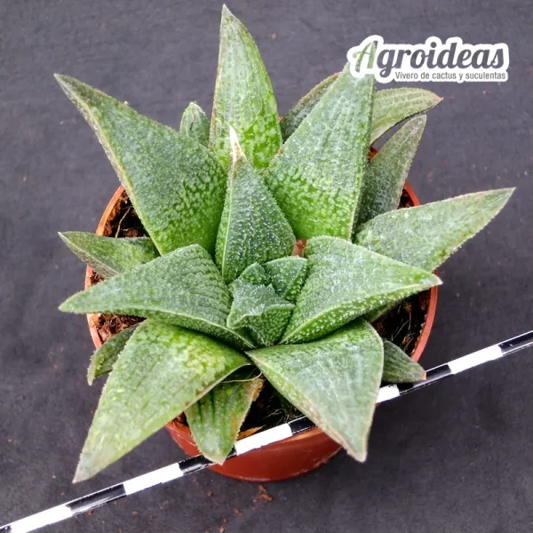 Haworthia "Cocodrile Rock"