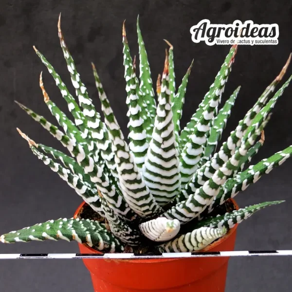 Haworthia attenuata cv. zebra