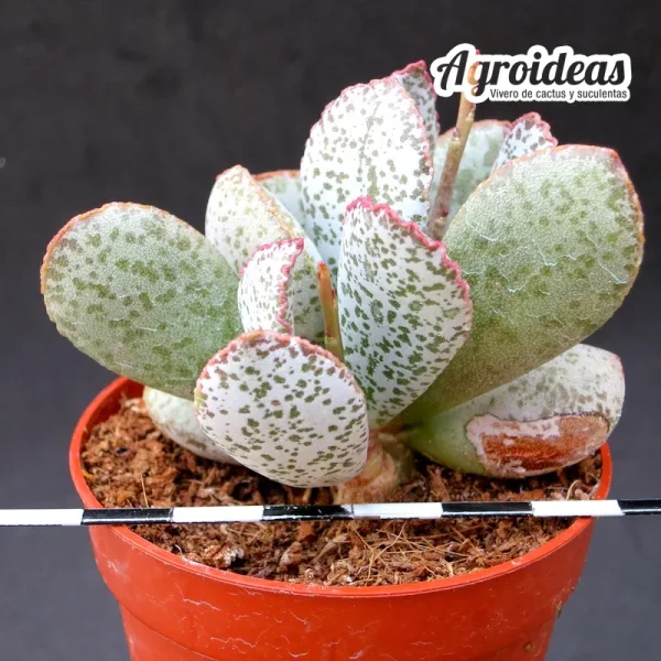 Adromischus schuldtianus "Spotted form"