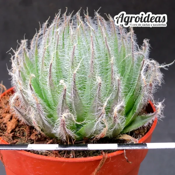 Haworthia capillaris